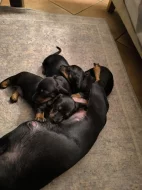 Čistokrevný jezevčík