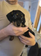 Čistokrevný jezevčík