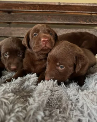 Čistokrevný labrador