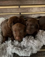 Čistokrevný labrador