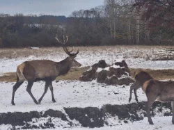 Hospodářská zvířata