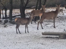 Hospodářská zvířata