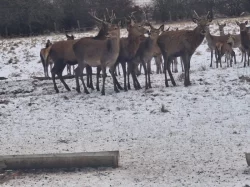 Hospodářská zvířata