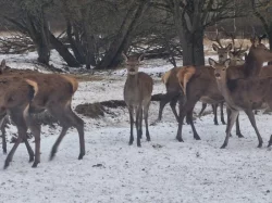 Hospodářská zvířata