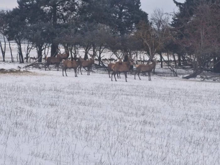 Hospodářská zvířata