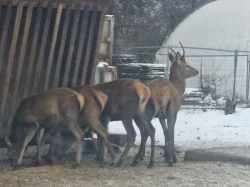 Hospodářská zvířata