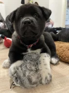 Americká Akita štěňátka s PP prodám