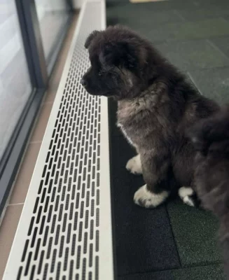 Americká Akita štěňátka s PP prodám