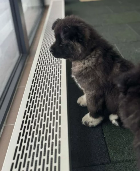 Americká Akita štěňátka s PP prodám