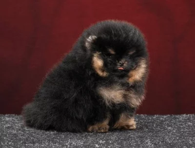 Nabízíme k prodeji pomeraniana