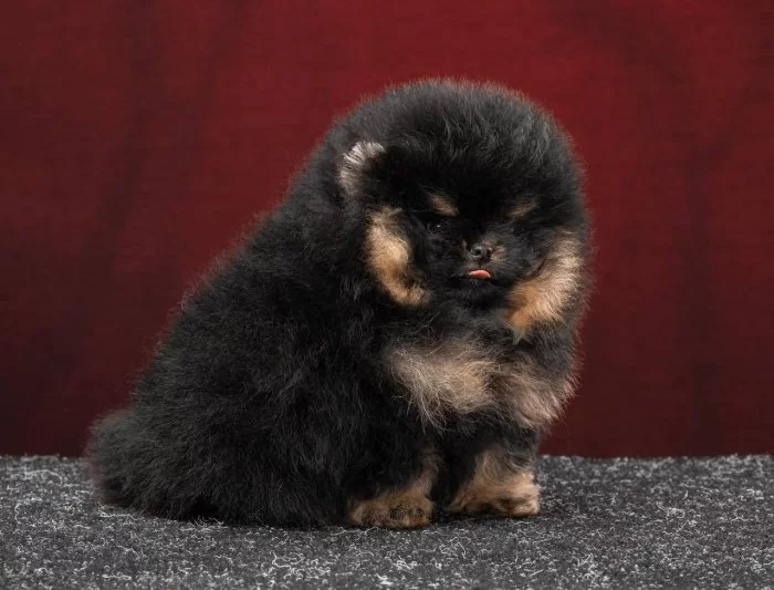 Nabízíme k prodeji pomeraniana