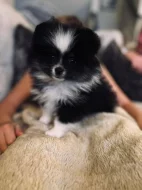 Nabízíme k prodeji pomeraniana