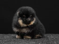 Nabízíme k prodeji pomeraniana