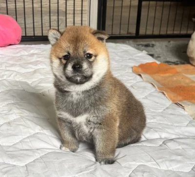 Shiba Inu s PP,FCI