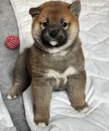 Shiba Inu s PP,FCI