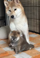 Shiba Inu s PP,FCI