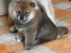 Shiba Inu s PP,FCI