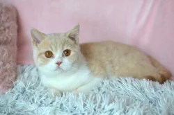 Britský kocourek Rendlík s PP