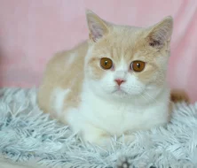 Britský kocourek Rendlík s PP