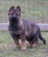 Německý ovčák s PP