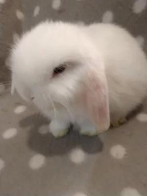 Nabízím miminka beránků minilopů