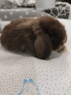 Nabízím miminka beránků minilopů