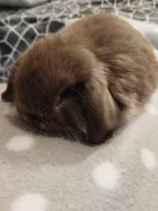 Nabízím miminka beránků minilopů