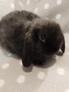 Nabízím miminka beránků minilopů