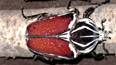 Aktuální nabídka larev zlatohlávků k  19.2.2026