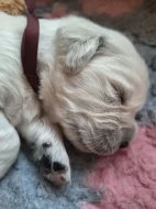 štěňátka Zlatého retrievera  s PP