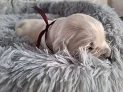 štěňátka Zlatého retrievera  s PP