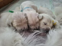 štěňátka Zlatého retrievera  s PP