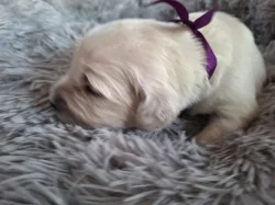 štěňátka Zlatého retrievera  s PP