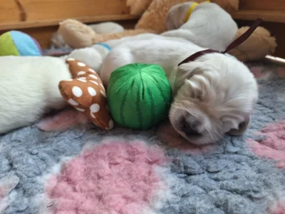 štěňátka Zlatého retrievera s PP