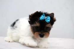 Biewer yorkshire terrier