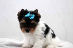 Biewer yorkshire terrier