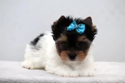 Biewer yorkshire terrier