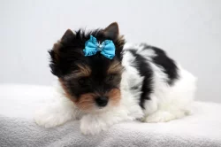 Biewer yorkshire terrier