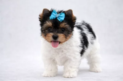 Biewer yorkshire terrier