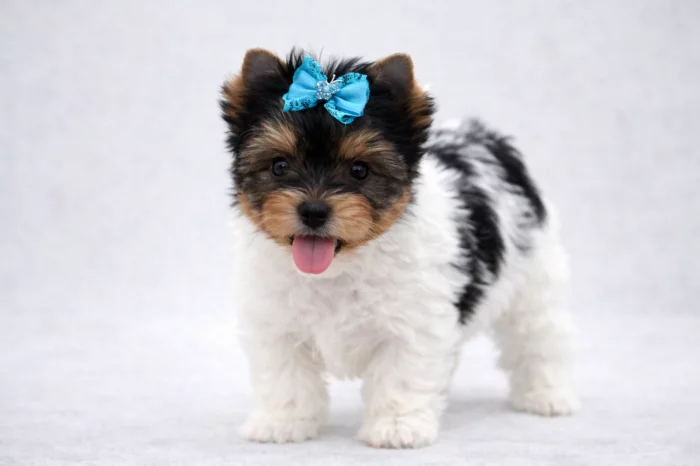 Biewer yorkshire terrier
