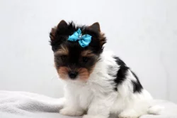 Biewer yorkshire terrier