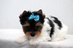 Biewer yorkshire terrier