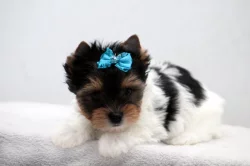 Biewer yorkshire terrier