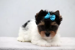 Biewer yorkshire terrier