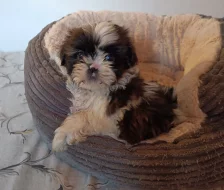 Shih-tzu - štěňata bez pp