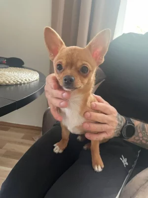 Čivava Matteo