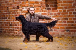 Gordonsetr s PP, setr