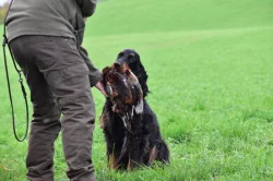 Gordonsetr s PP, setr