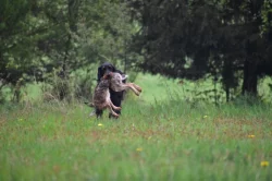 Gordonsetr s PP, setr