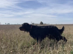 Gordonsetr s PP, setr